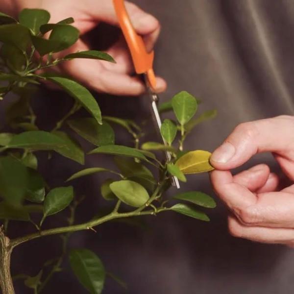 Imagem de Tesoura Para Frutas Com Laminas em Aço Inox Tramontina