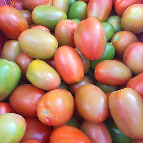 Imagem de Tomate Rasteiro Rio Grande 30.000 Sementes / 50 Gramas