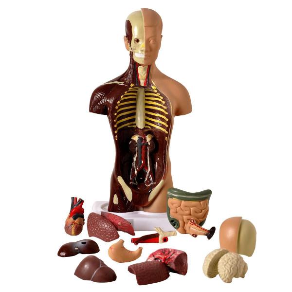 Imagem de Torso Humano 28 Cm Altura Assexuado Em 14 Partes