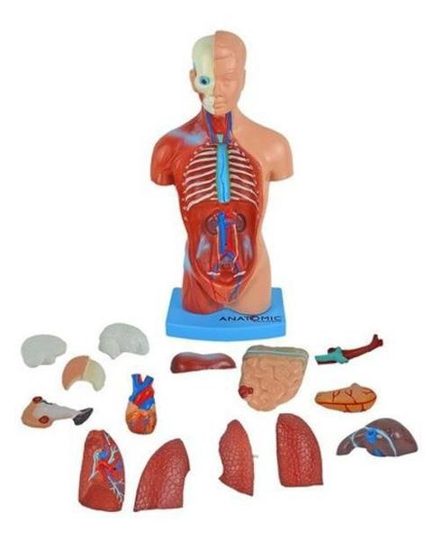 Torso Humano 28Cm Altura Assexuado Em 14 Partes Anatomia - Anatomic Imagem de Torso Humano 28Cm Altura Assexuado Em 14 Partes Anatomia