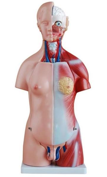 Imagem de Torso Humano 45 cm em 24 partes e coluna exposta