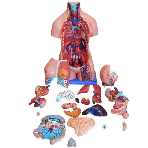 Imagem de Torso Humano Bissexual 85 Cm Altura 24 Partes E Coluna