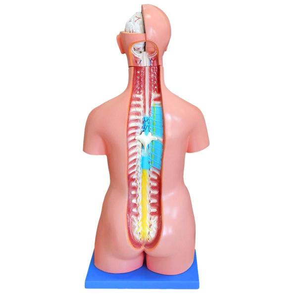 Imagem de Torso Humano Bissexual 85Cm E 24 Partes