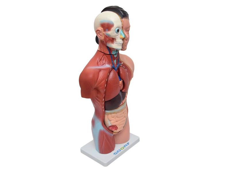 Imagem de Torso Humano Feminino 42 cm em 15 Partes