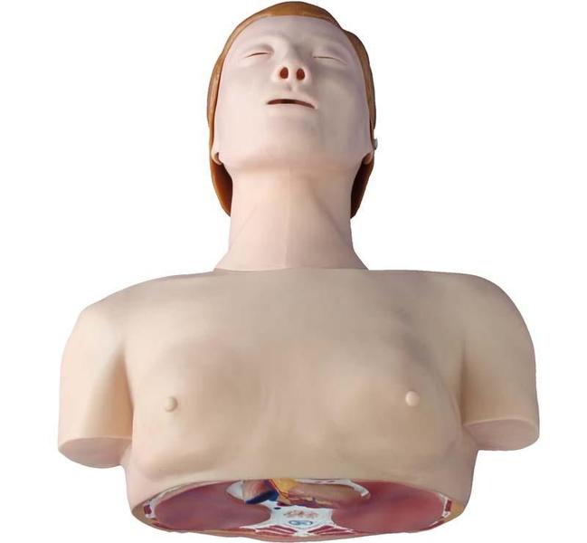 Imagem de Torso Modelo Manequim para Treinamento de RCP