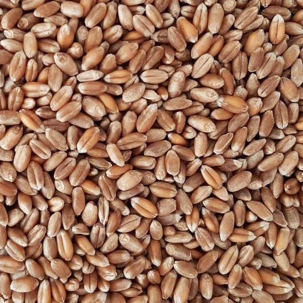 Trigo em Grãos 250gr - Rotulo do Bem Imagem de Trigo em Grãos 250gr