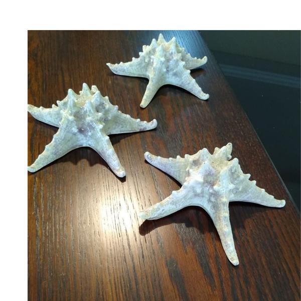 Imagem de Trio Estrela do Mar Enfeite Decoração Casa de Praia em Resina 18cm