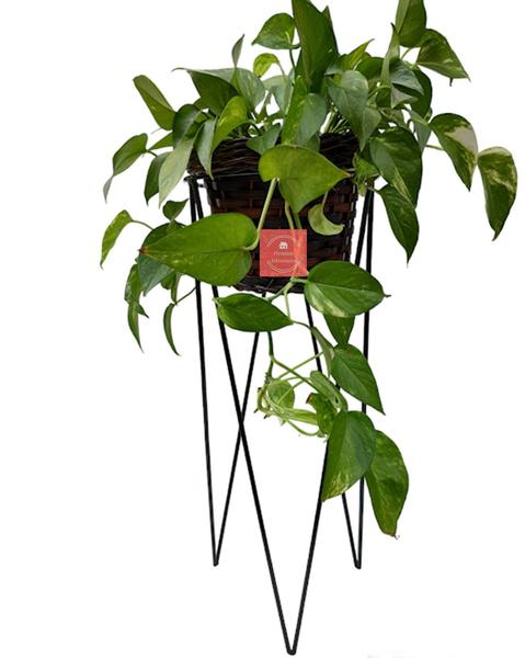 Imagem de Tripé Em Ferro 60 cm Suporte Para Plantas Decoração De Varanda