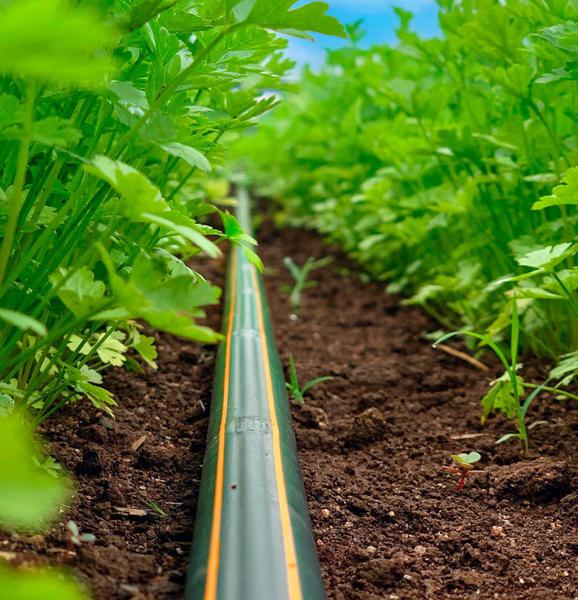 Tubo de polietileno liso UV 50 cm p/ irrigação 1000m 3bar - Netafim Imagem de Tubo de polietileno liso UV 50 cm p/ irrigação 1000m 3bar