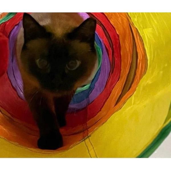 Imagem de Túnel de gato colorido brinquedo exercício para Pet 1,20 metros para animal pequeno PT-2512