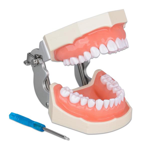 Imagem de Typodont Teeth Model Ultrassist Ultrassist para higiene dental