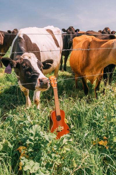 Imagem de Ukulele de concerto Kala KA-C Mahogany com Shadow Active NANO-FLEX