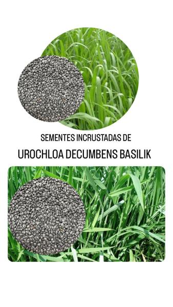 Imagem de Urochloa Decumbens Brasilik 1kg- Sementes Incrustadas