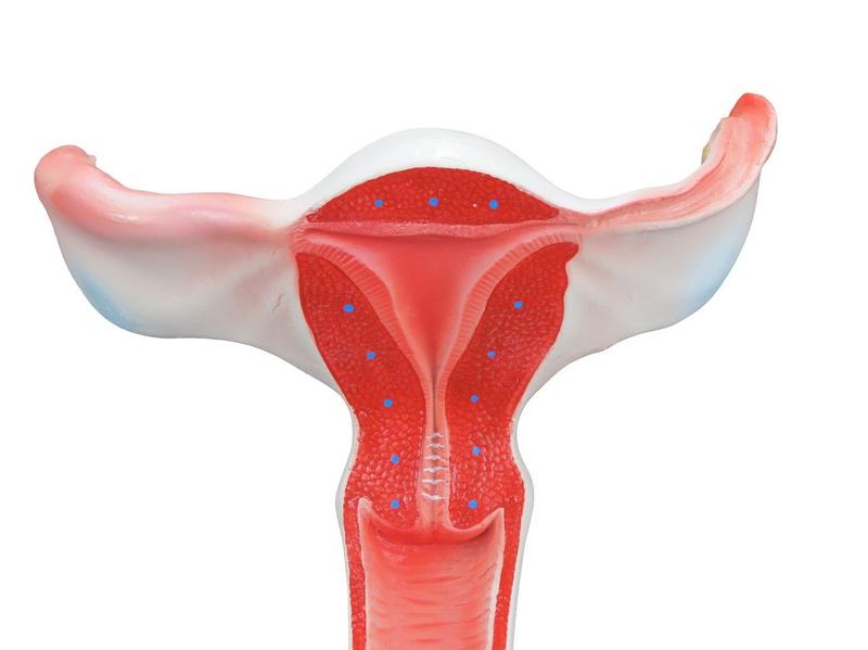 Imagem de Útero com Visão Interna, Anatomia