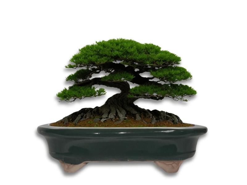 Imagem de Vaso bonsai ceramico esmaltado 17x14x04cm