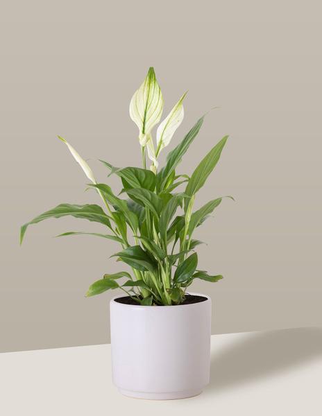 Imagem de Vaso Cachepô de Cerâmica para Plantas Branco PEQ