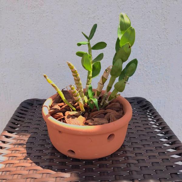 Vaso Cerâmica Furado Orquídea 13x25cm - Verde Garden Imagem de Vaso Cerâmica Furado Orquídea 13x25cm