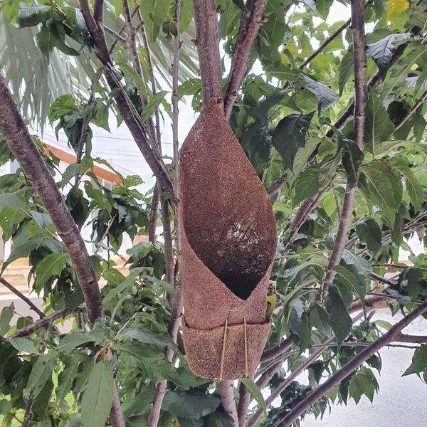 Imagem de Vaso Fibra De Coco para Parede Natural p/ Orquídea 