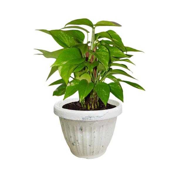 Imagem de Vaso Para Plantas Grego Marmorizado Redondo 2,2Litros Branco