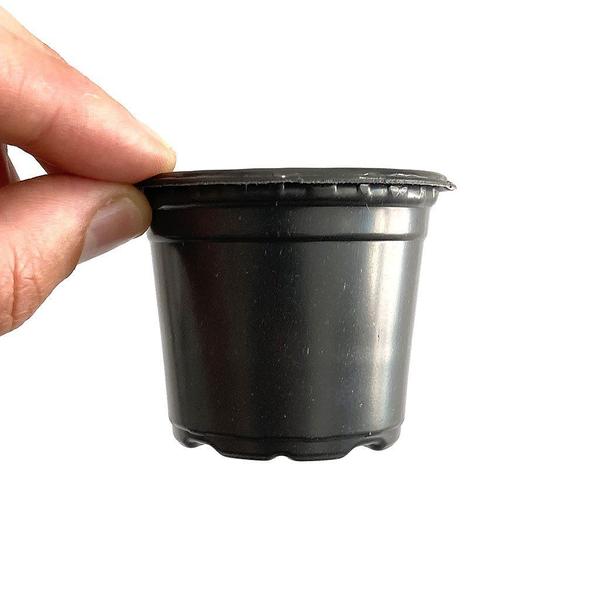 Imagem de Vaso para plantas Rígidos NP 06 Pote Preto Para Suculentas c/50 Unid