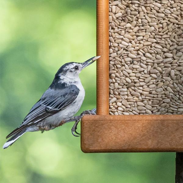 Imagem de Wild Bird Food Morning Song Sunflower Hearts & Chips 2,5 kg