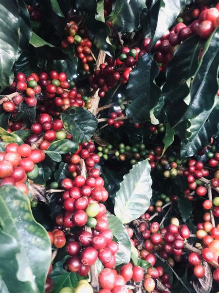 Zaro Café Especial Moderado em Grãos 500g Imagem de Zaro Café Especial Moderado em Grãos 500g