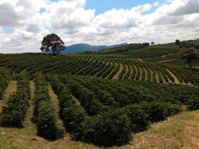 Imagem de Zaro Café Especial Moderado Moído 500g