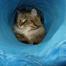 Túnel de gato de 90 centímetros com catnip - Cor Azul - Trouble e Trix Masterpet - ZLPet