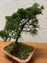 Imagem de 1 Árvore Bonsai Shimpaku Junípero Chinesis Sorte Cultivo Lar