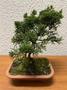 Imagem de 1 Árvore Bonsai Shimpaku Junípero Chinesis Sorte Cultivo Lar