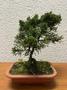 Imagem de 1 Árvore Bonsai Shimpaku Junípero Chinesis Sorte Cultivo Lar