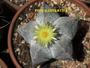 Imagem de 1 Muda Cacto Estrela Astrophytum Myriostigma Top