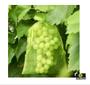 Imagem de 100 Saquinho organza protegue fruta no pé 20x30 cm ecologica