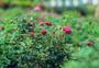 Imagem de 100 Sementes De Mini Rosa Vermelha