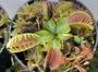 Imagem de 100 Sementes De Planta Carnivora Dionaea