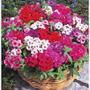 Imagem de 120 Sementes  Phlox Drummond Sortido Flores Jardim