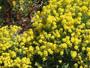 Imagem de 190 Sementes Flor Alyssum Corbeille D'or 