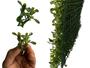 Imagem de 2 Placas de Plantas Artificiais sem Manutenção Garantia Qualidade para Parede Verde Escolha o Modelo