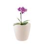 Imagem de 2 un Vaso plantas colmeia decorativo flores G BEGE