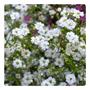 Imagem de 22.000 Sementes de Gipsofila Mosquitinho Branco - 20g