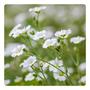 Imagem de 22000 Sementes de Gypsophila elegans Mosquitinho Branco 20g