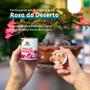 Imagem de 2X Fertilizante Pastilha para Rosa do Deserto (50g) VITAPLAN
