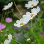 Imagem de 2X Sementes de Cosmea Sensação (Sortida) TOPSEED