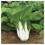 Imagem de 2X Sementes de  Pak Choi Choko FELTRIN