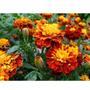 Imagem de 2X Sementes de Tagetes Marieta Anão Cravo Francês TOPSEED