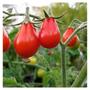 Imagem de 2X Sementes de Tomate Pêra Vermelho (2g) Blueline TOPSEED