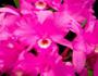 Imagem de 3 Plantafol 20-20-20 Adubo 3kg Floração De Rosa Do Deserto