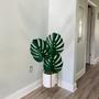 Imagem de 3 Plantas Artificiais Costela de Adão Revestida em Silicone própria para design de interiores e Vasos - DE0624
