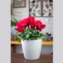 Imagem de 3 un Vaso plantas colmeia decorativo flor G BEGE
