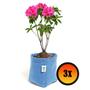 Imagem de 3 Vasos De Plantas De Feltro 7 Litros - King Pot